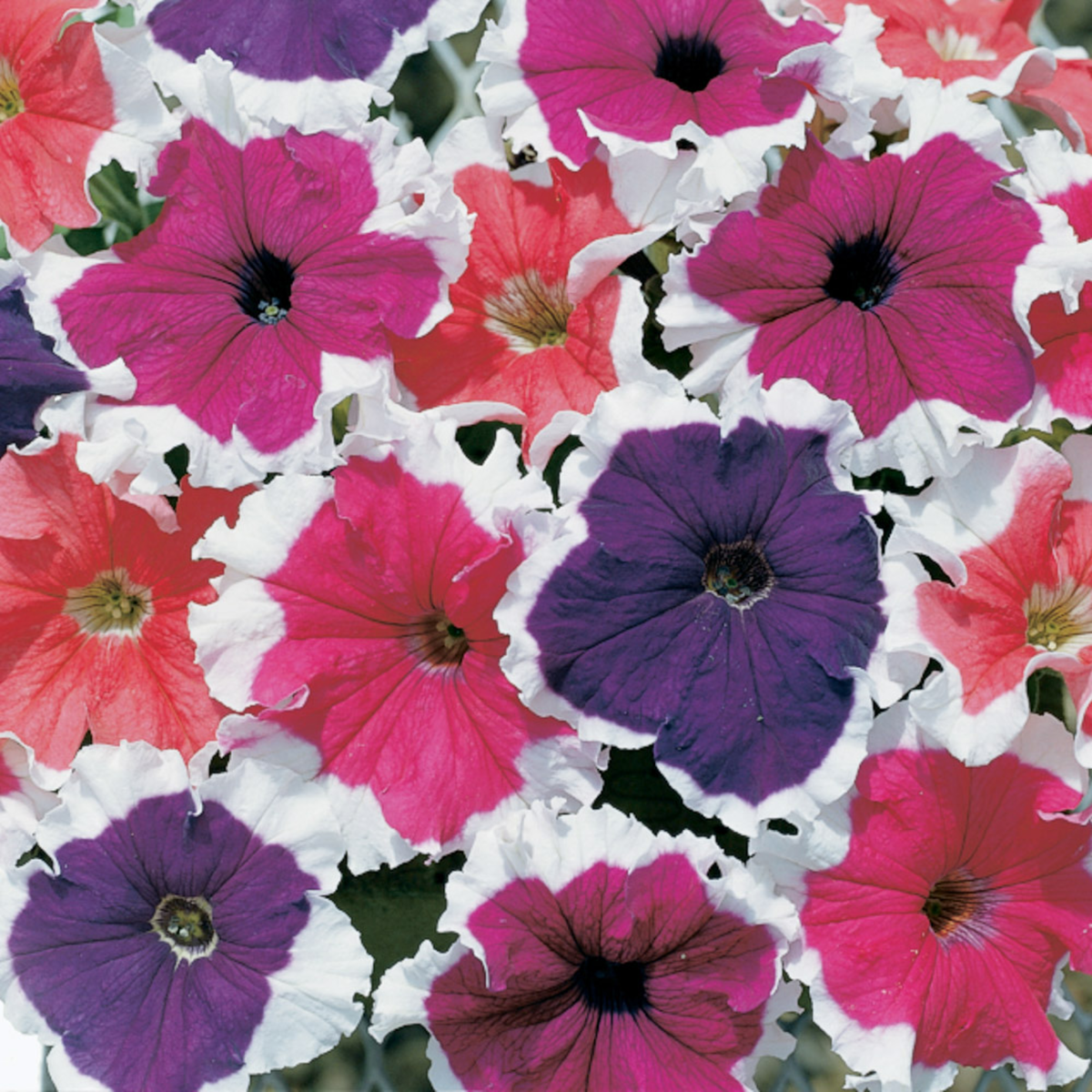 Frost Mix