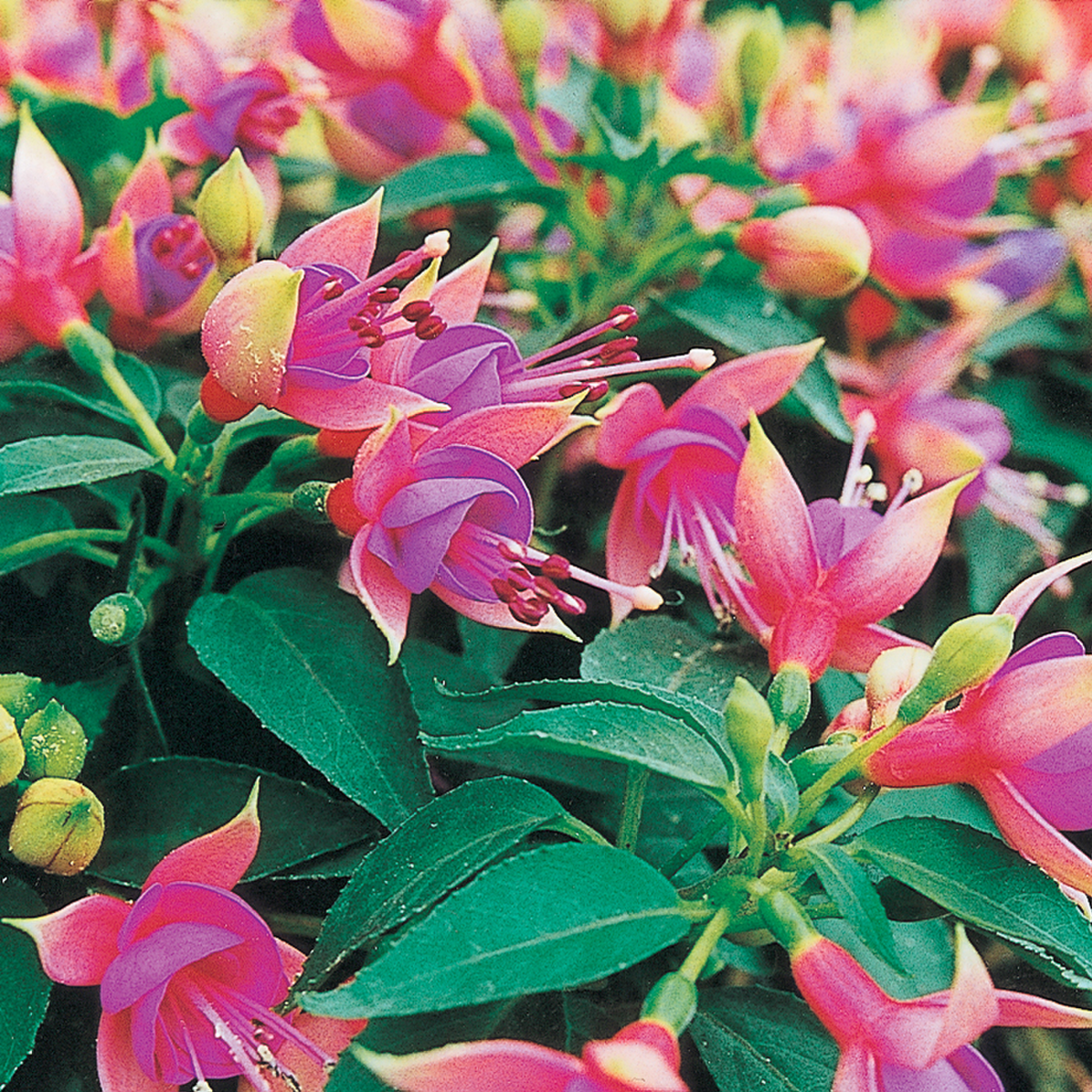 Fuchsia hybrida Allison Patricia