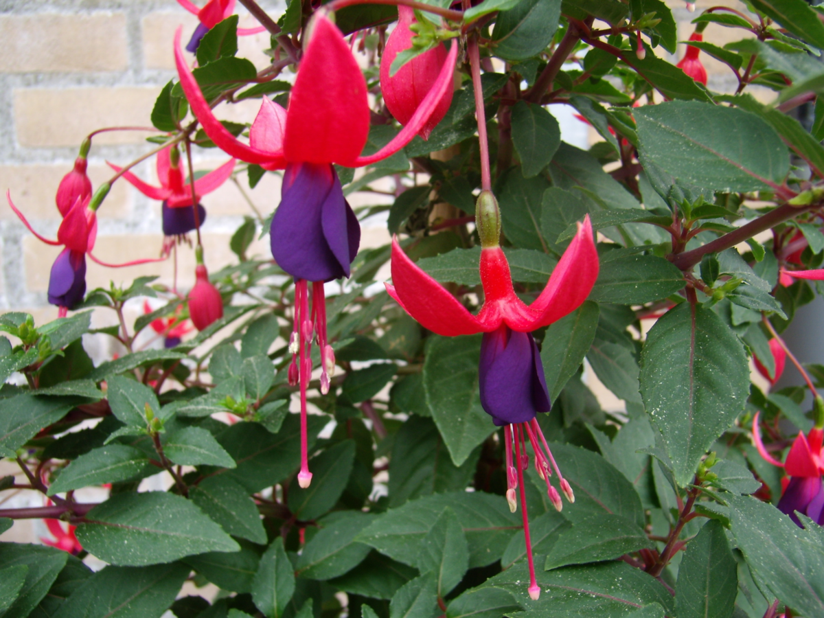 Fuchsia hybrida Angela