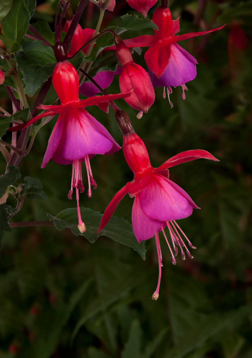 Fuchsia hybrida Beacon