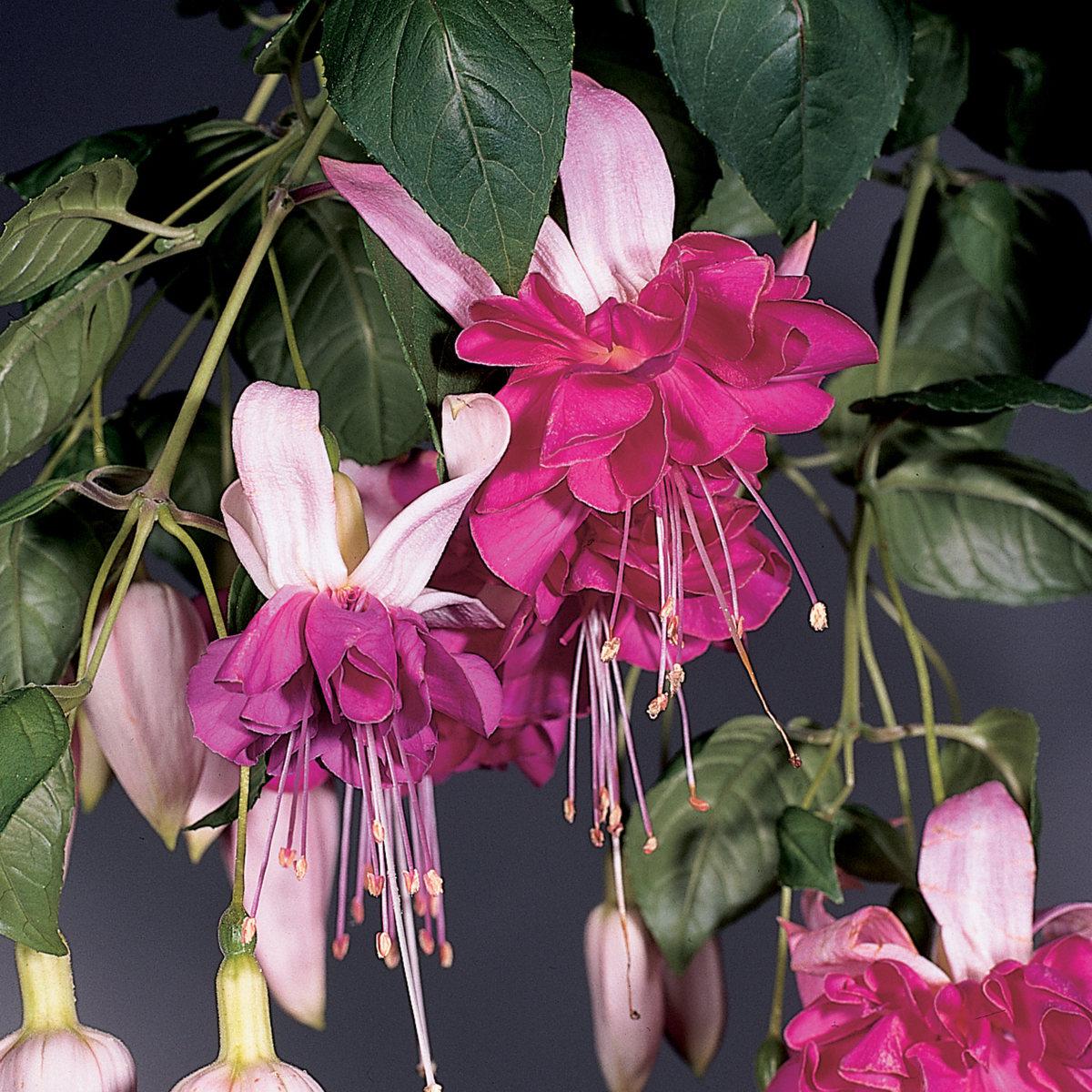 Fuchsia hybrida Bella Rosella