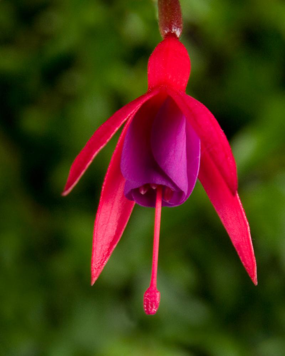 Fuchsia hybrida Benisser Hardy