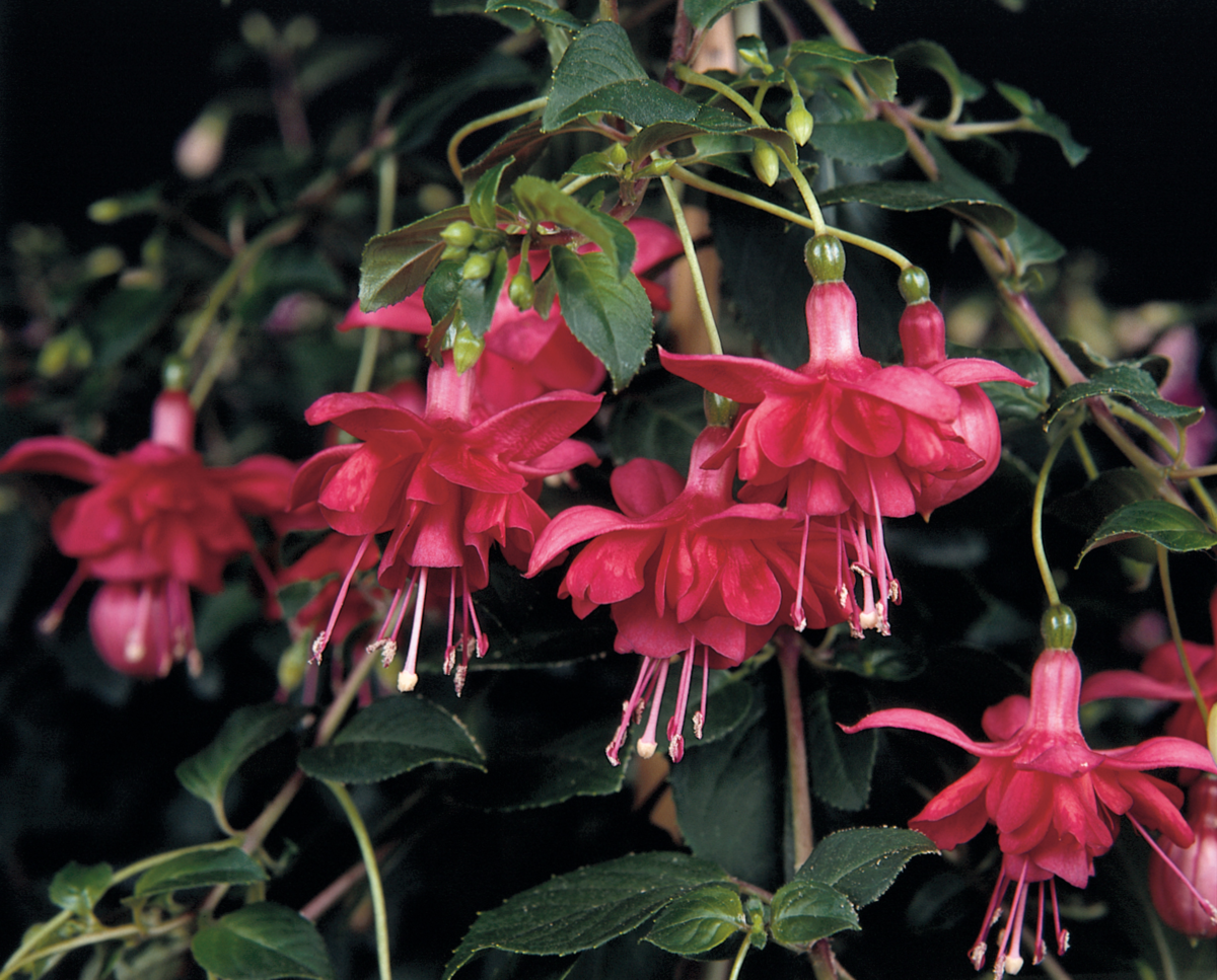 Fuchsia hybrida Blaze Away