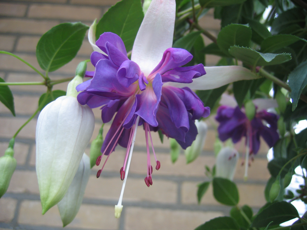 Fuchsia hybrida Blue Angel