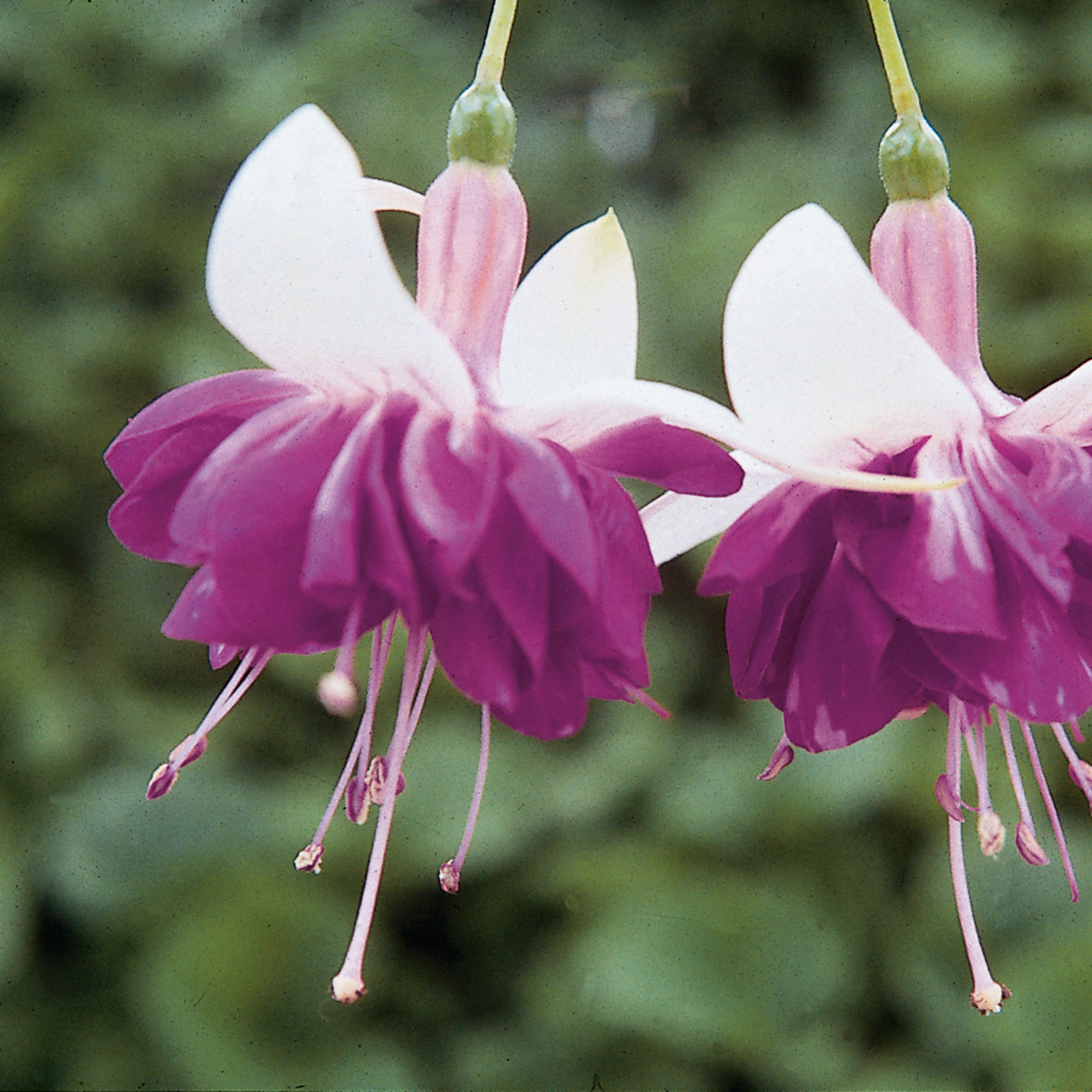 Fuchsia hybrida Blue Mirage