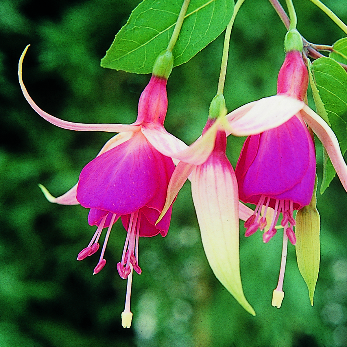 Fuchsia hybrida Cascade