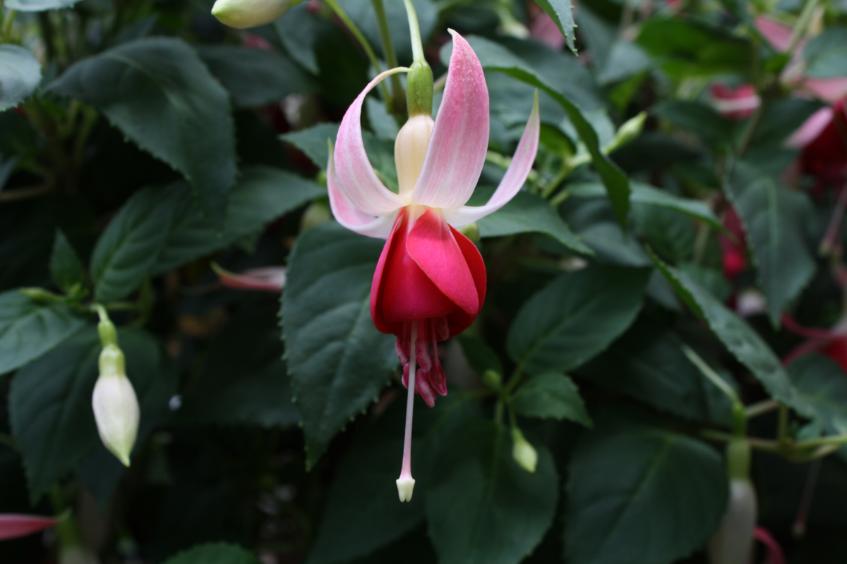 Fuchsia hybrida Celia Smedley