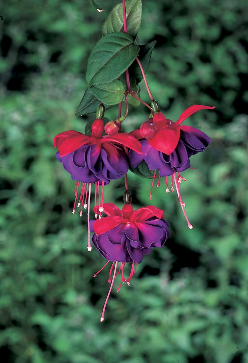 Fuchsia hybrida Dark Eyes