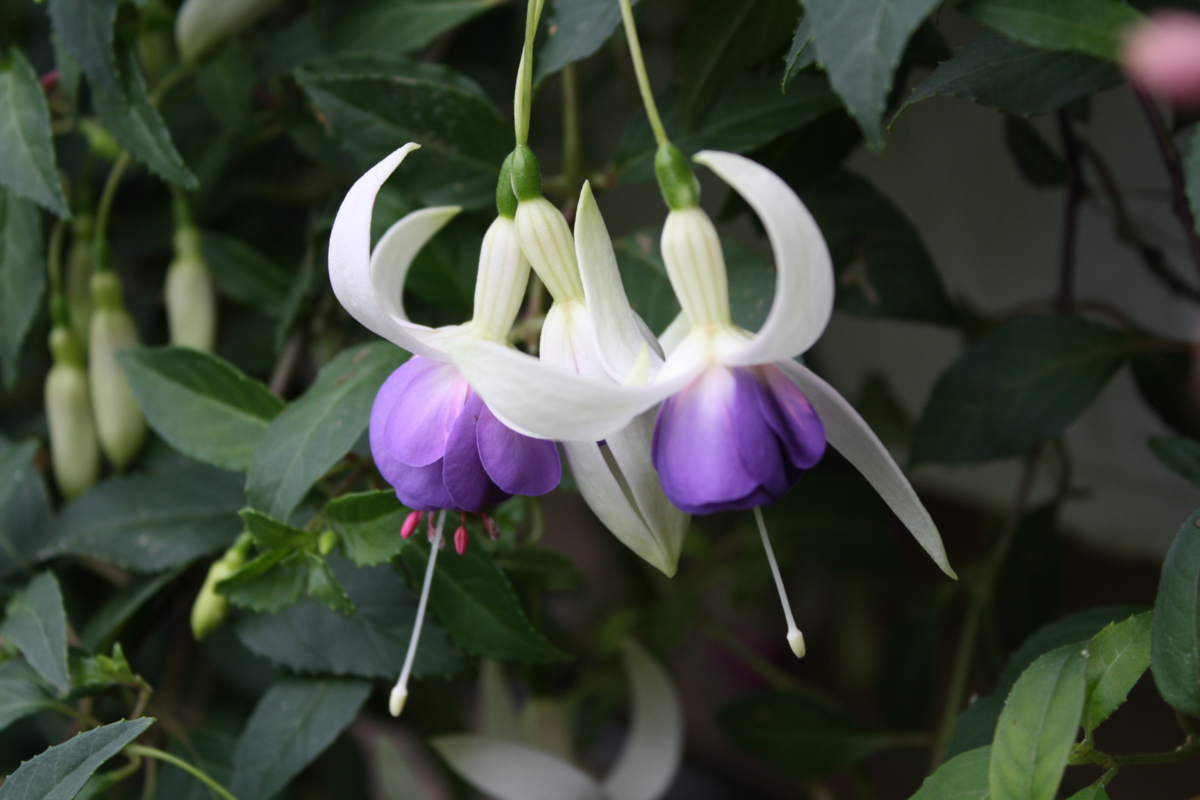 Fuchsia hybrida Delta Sarah