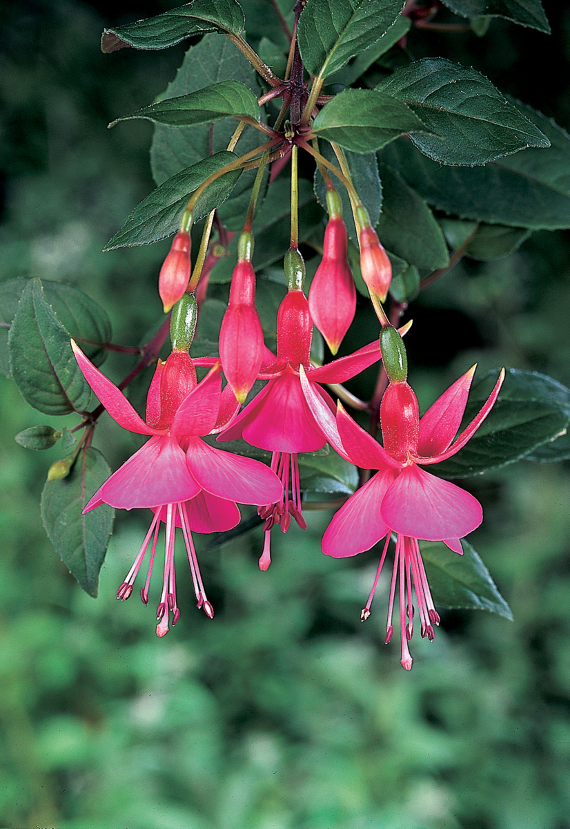 Fuchsia hybrida Display
