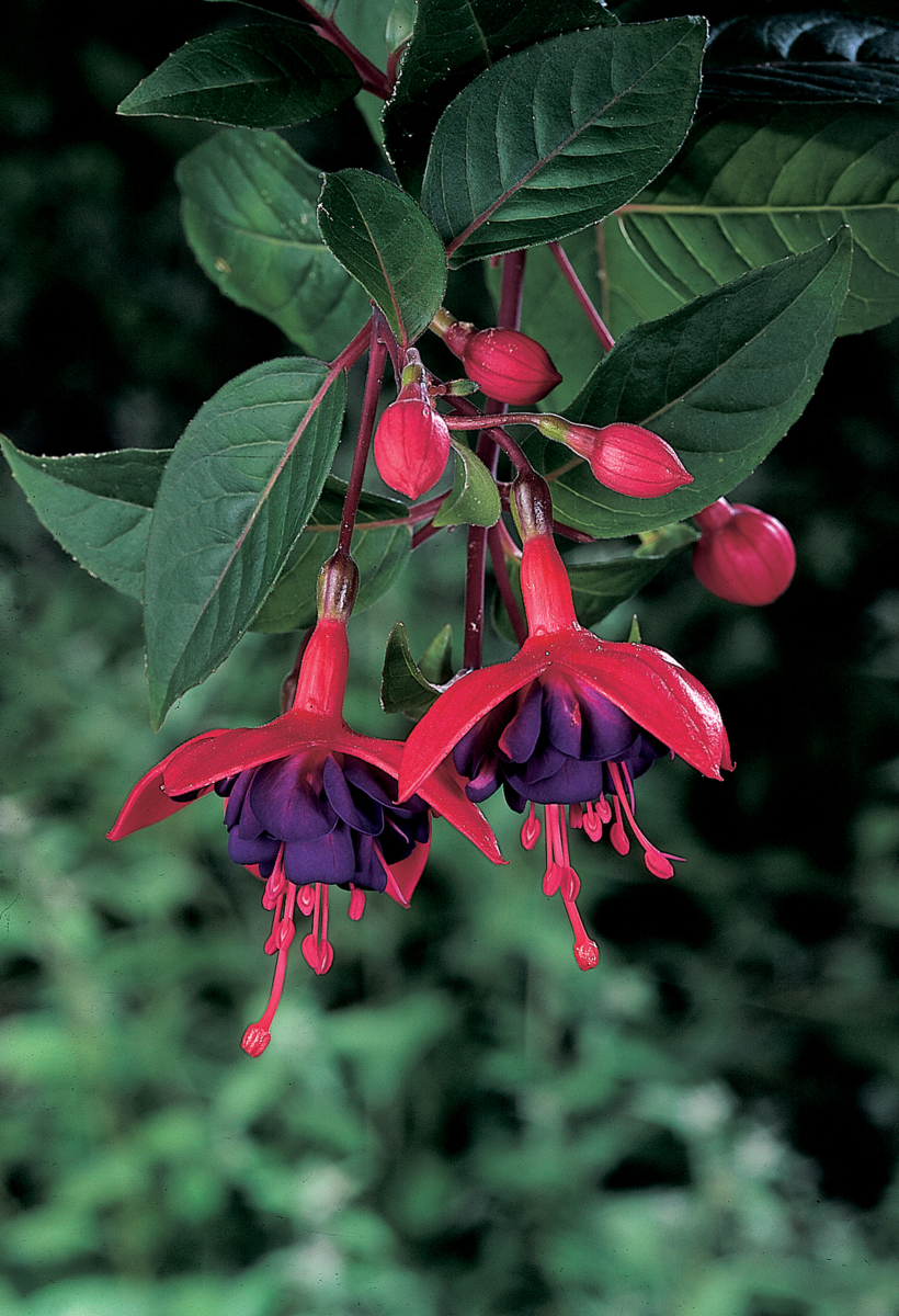 Fuchsia hybrida Dollarprincess