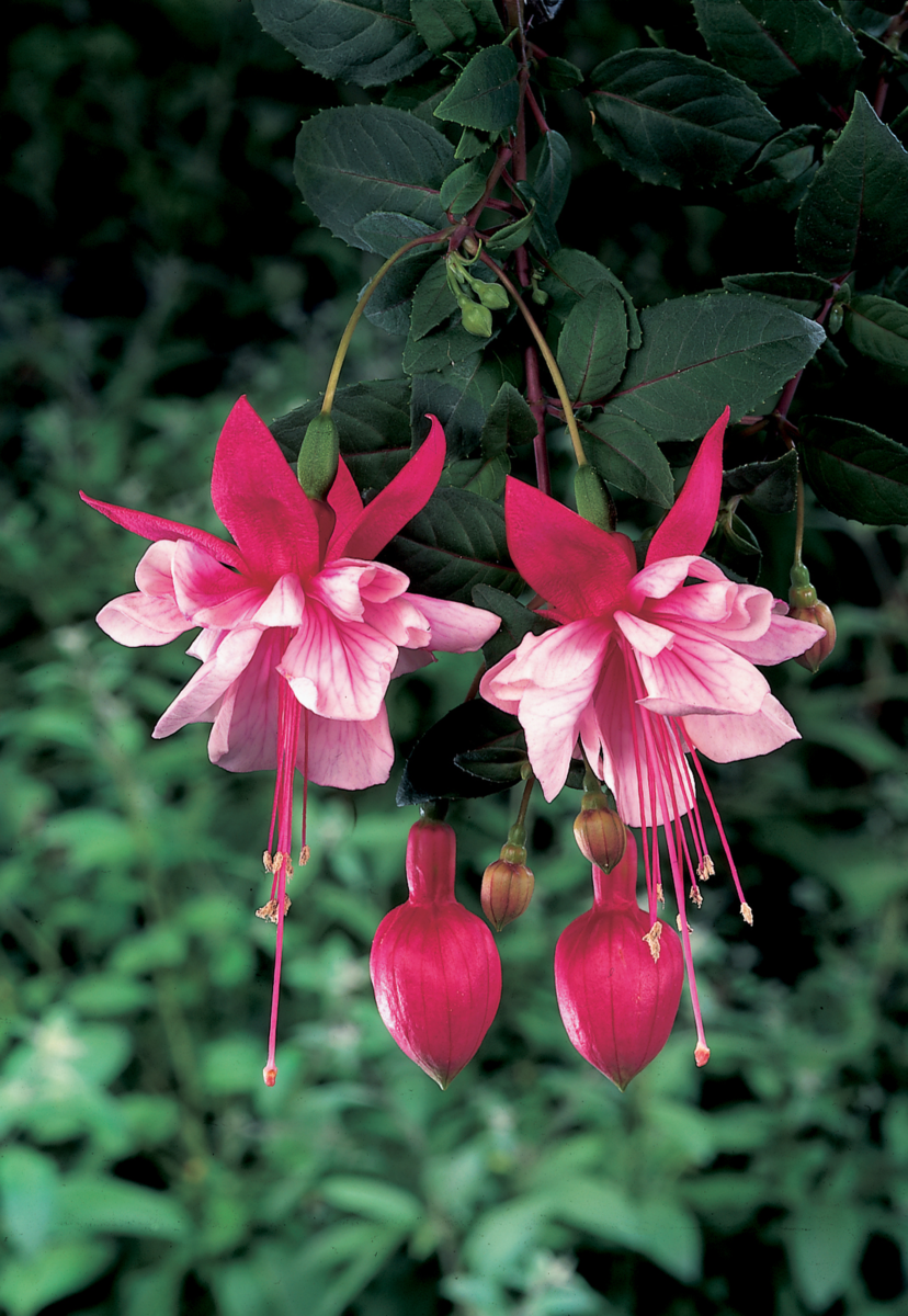 Fuchsia hybrida El Camino