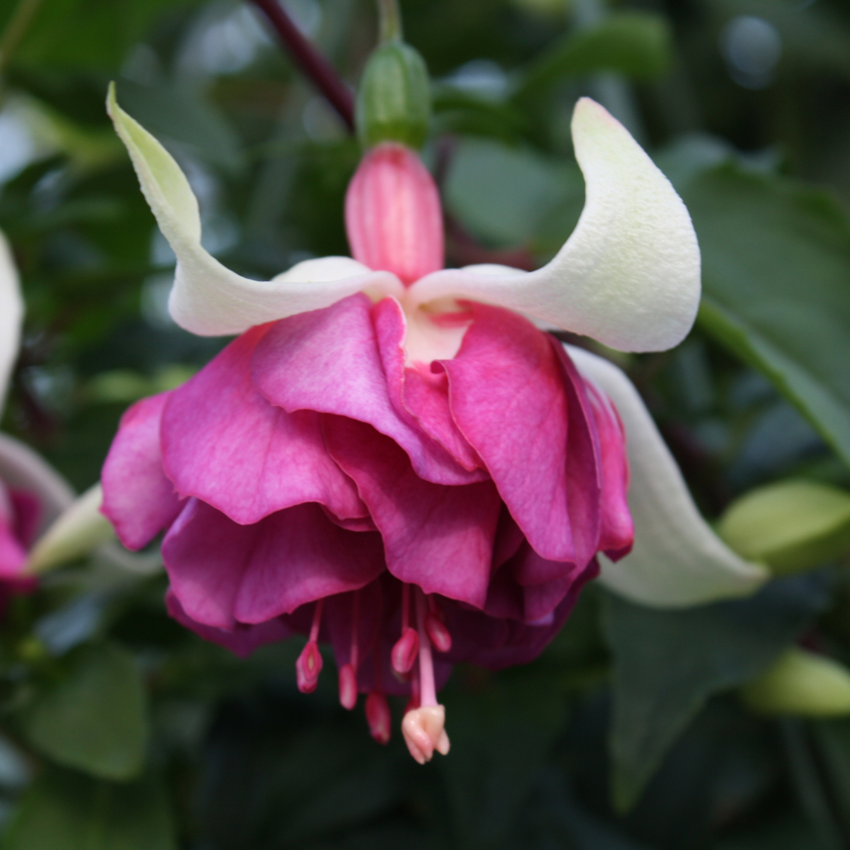 Fuchsia hybrida Flying Scotsman