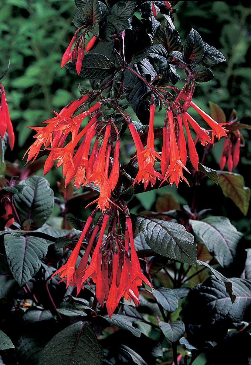 Fuchsia hybrida Gartenmeister Bonstedt