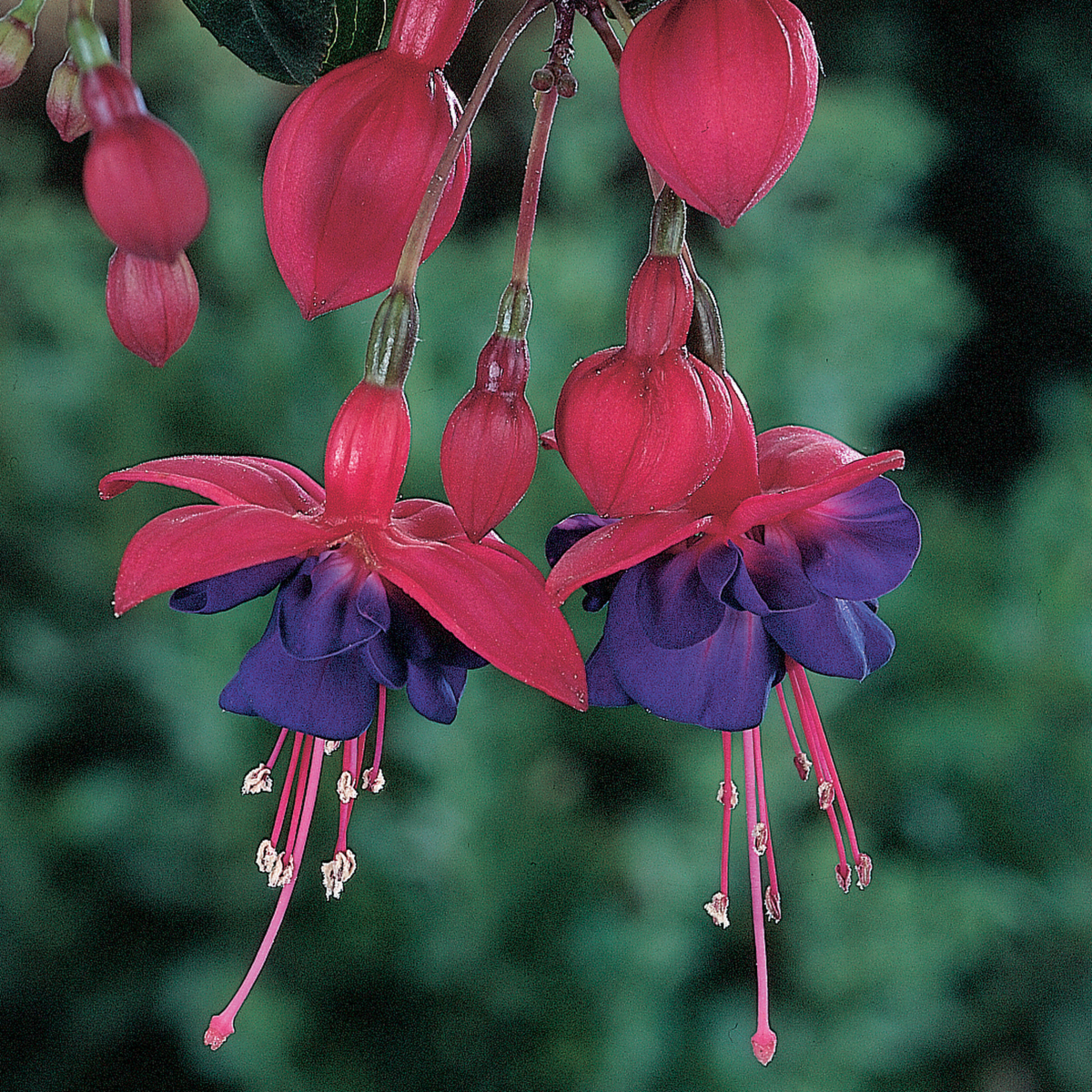 Fuchsia hybrida General Monk