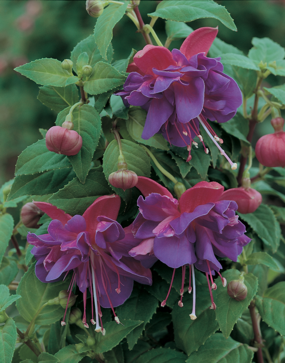 Fuchsia hybrida Gillian Anthea