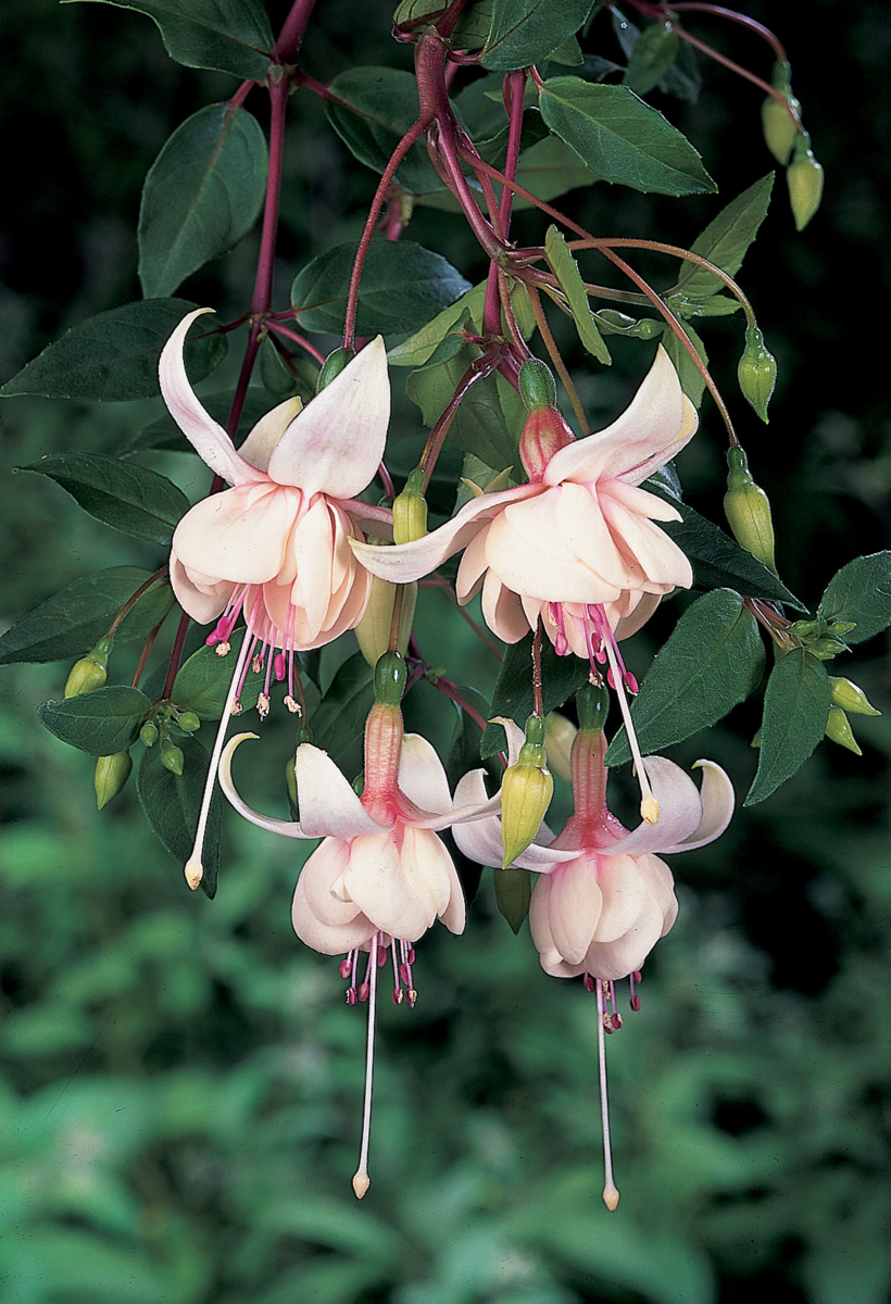 Fuchsia hybrida Harry Gray