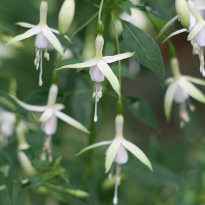 Fuchsia hybrida Hawkshead
