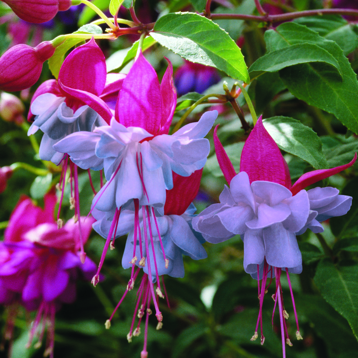 Fuchsia hybrida Heidi Anne