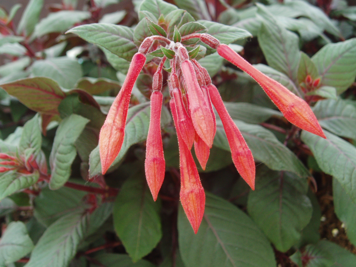 Fuchsia hybrida Insulinde