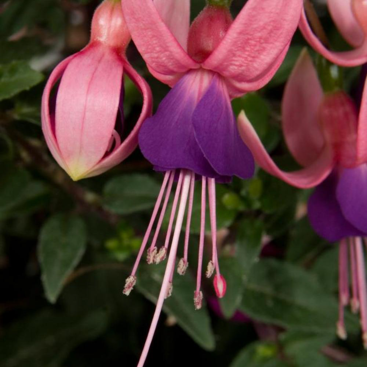 Fuchsia hybrida Lambada