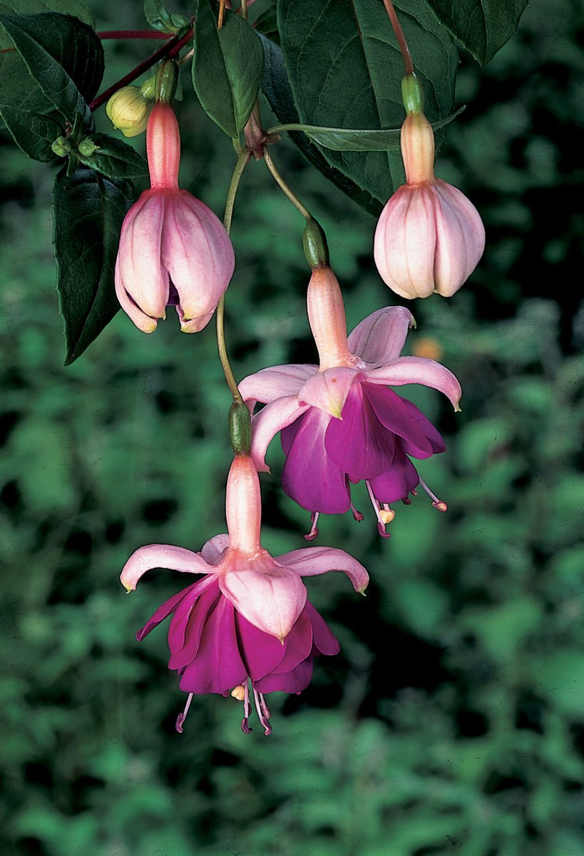 Fuchsia hybrida Lena