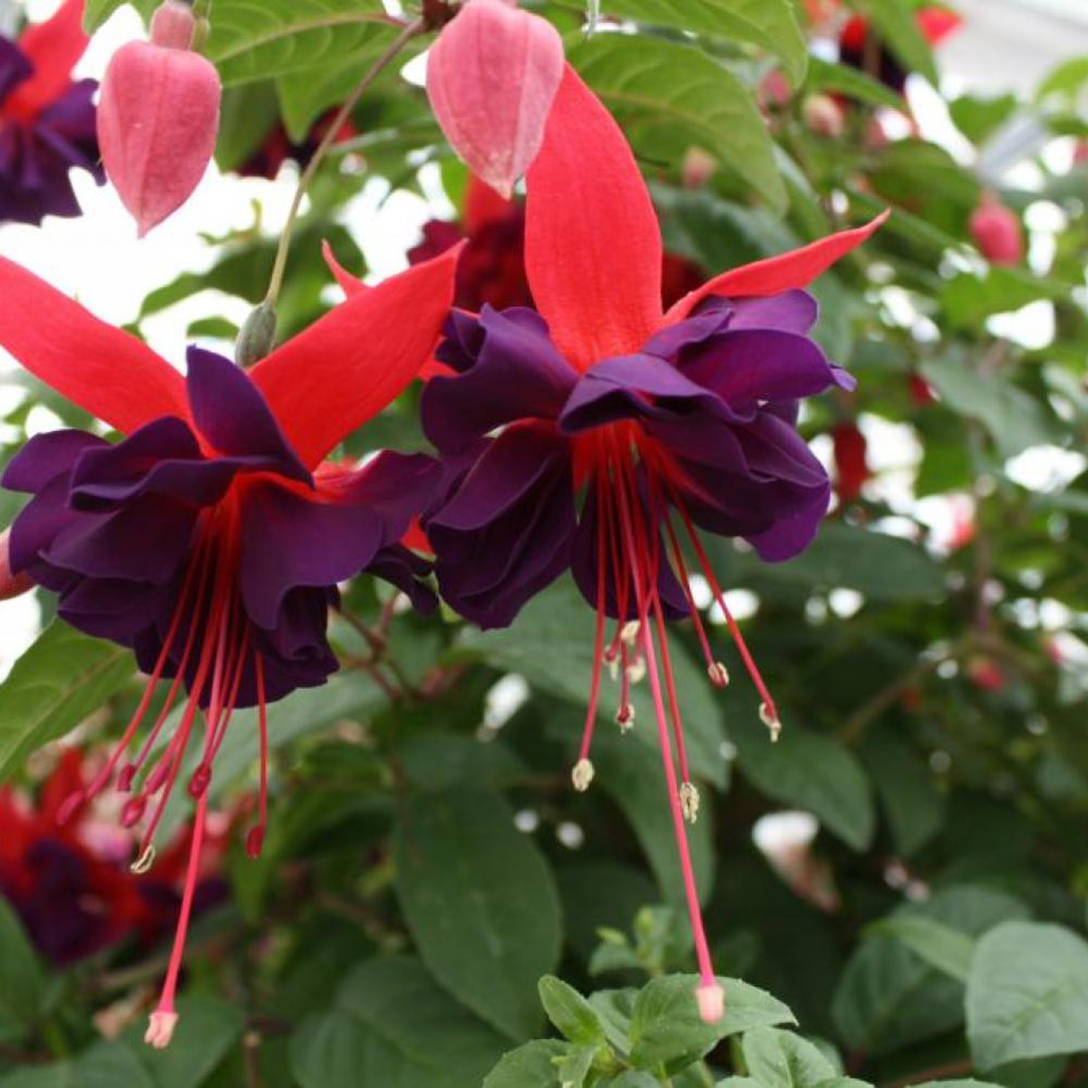 Fuchsia hybrida Maori Maid