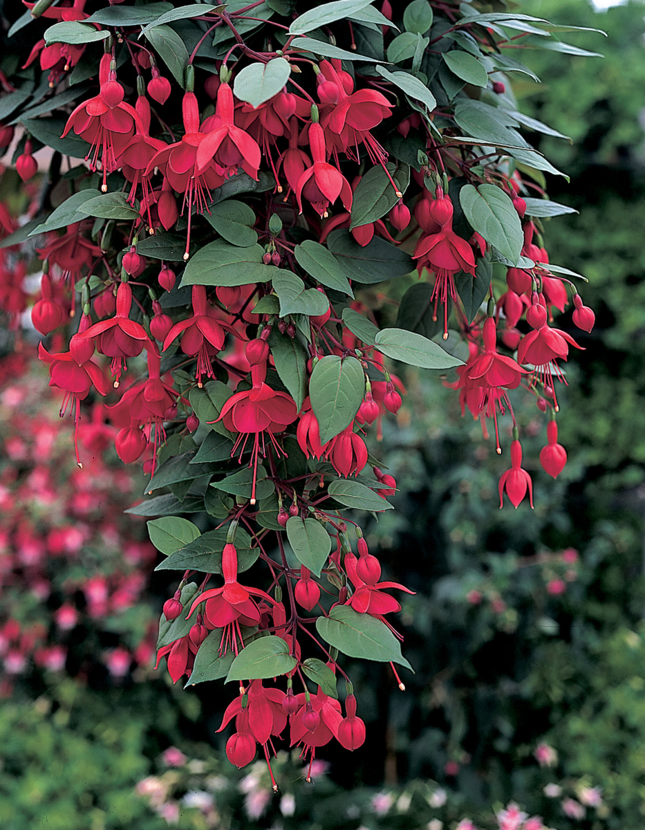 Fuchsia hybrida Marinka