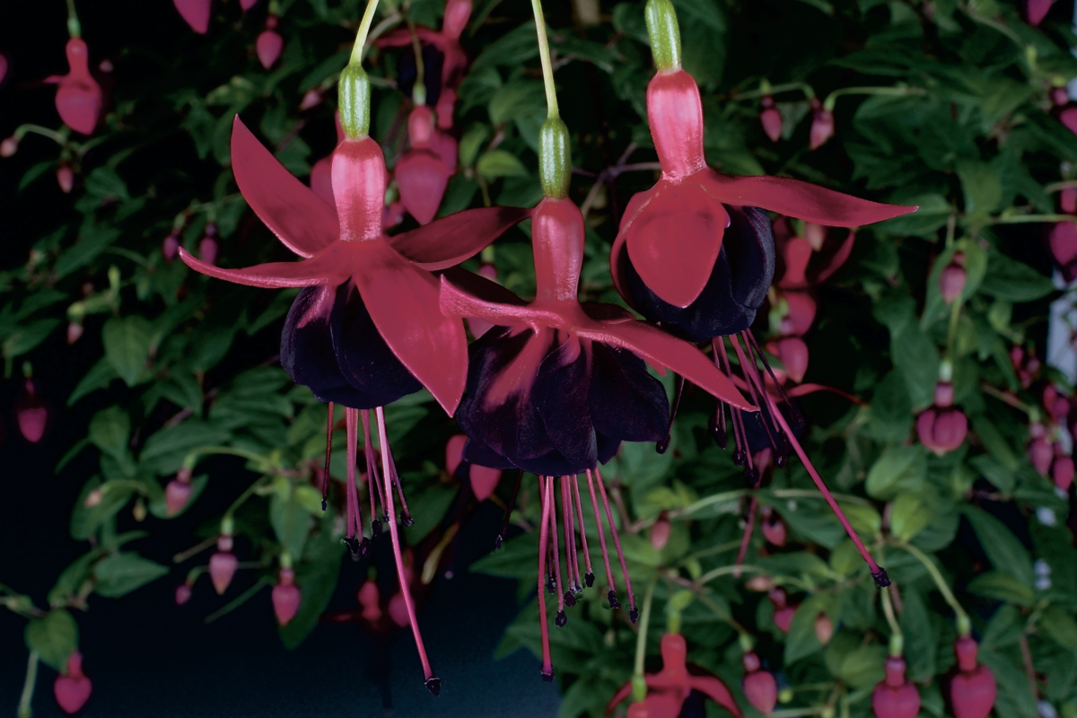 Fuchsia hybrida Millenium