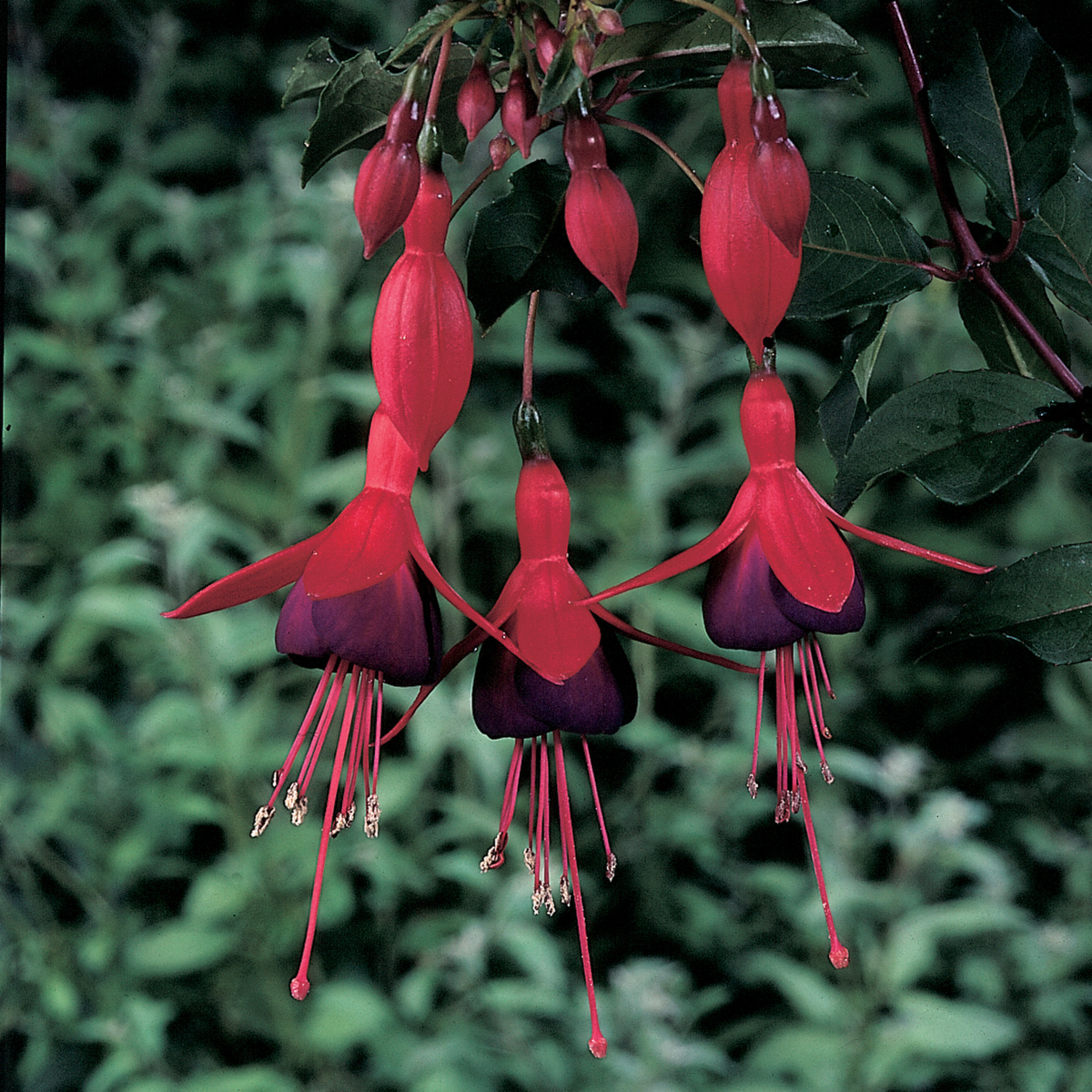 Fuchsia hybrida Mrs Popple