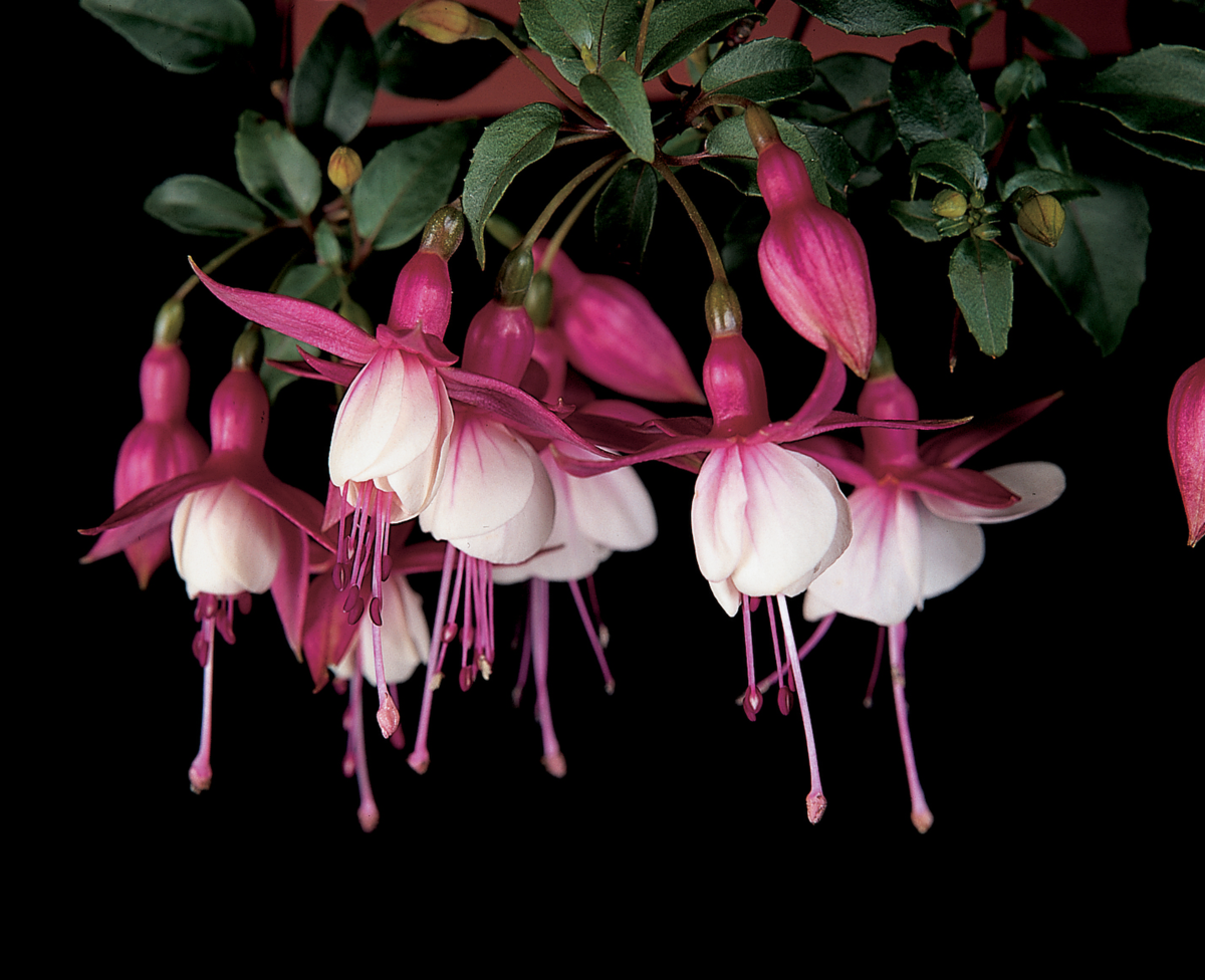 Fuchsia hybrida Patio Princess