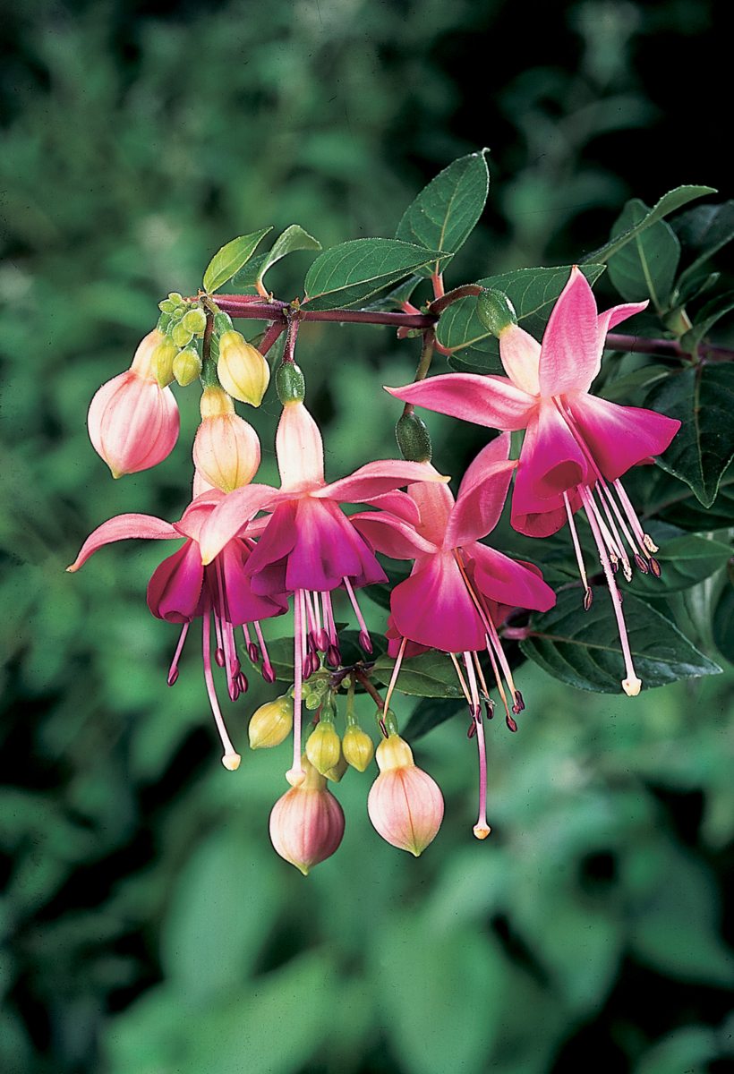 Fuchsia hybrida Paula Jane