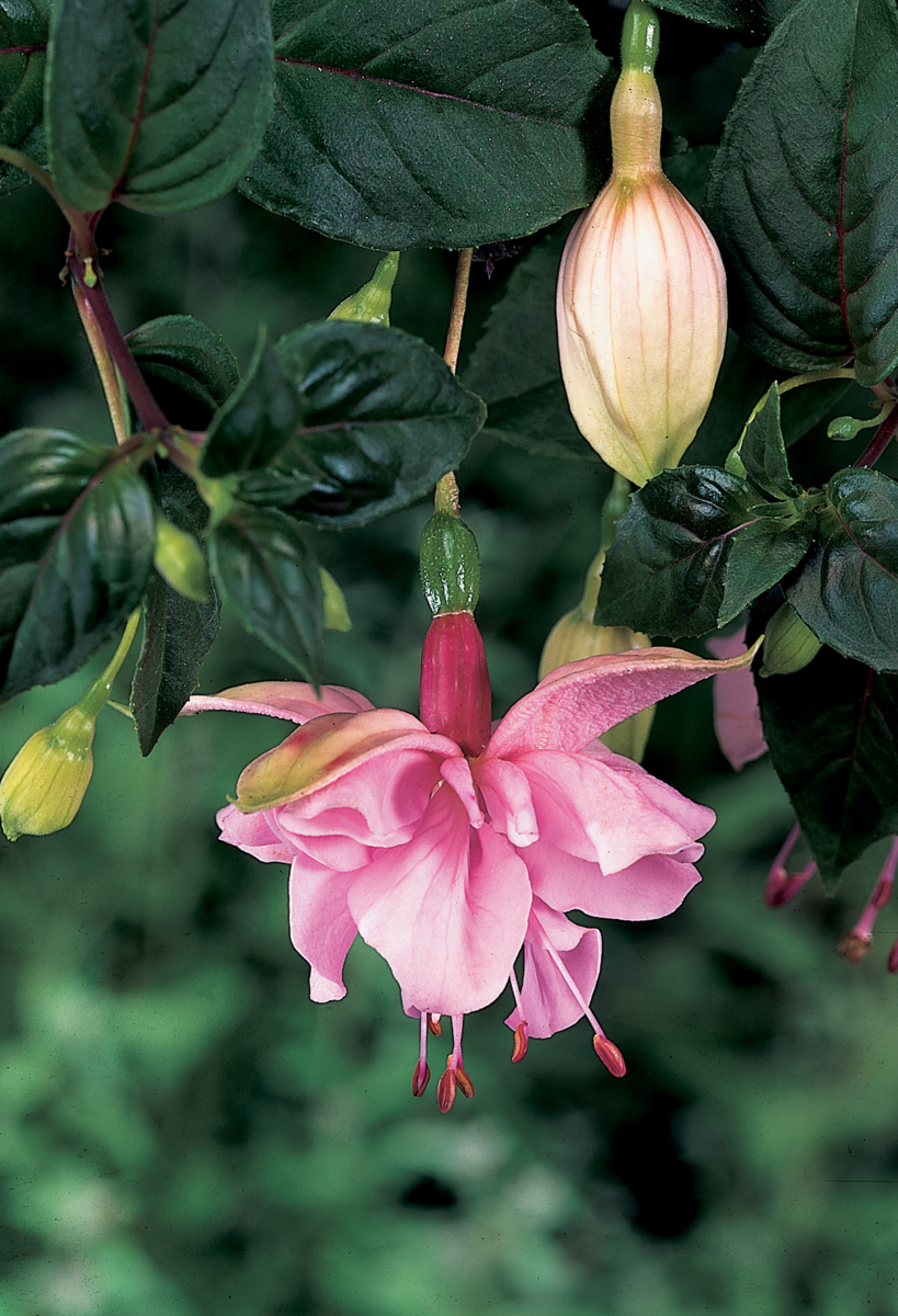 Fuchsia hybrida Pink Galore