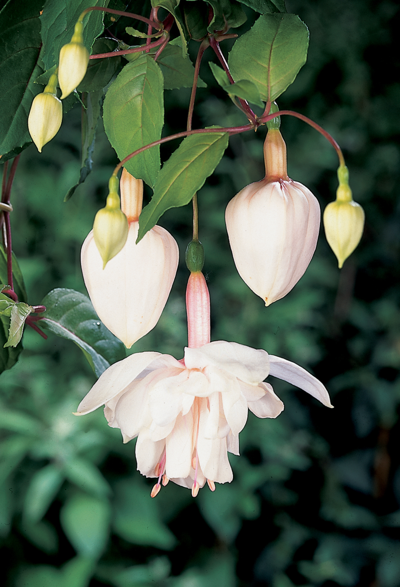 Fuchsia hybrida Pink Marshmallow