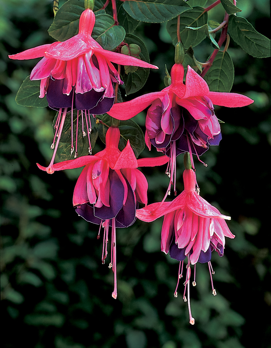 Fuchsia hybrida Rocket Fire