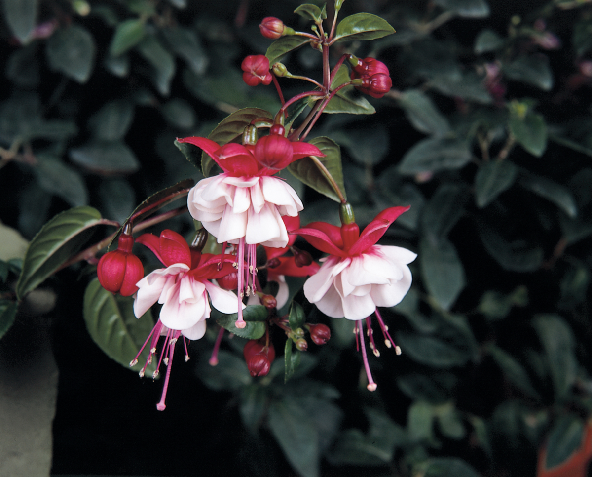 Fuchsia hybrida Sir Matt Busby
