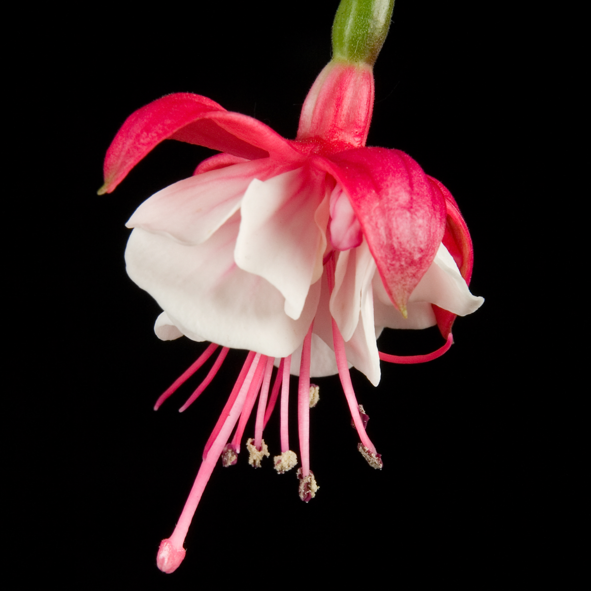 Fuchsia hybrida Snowcap