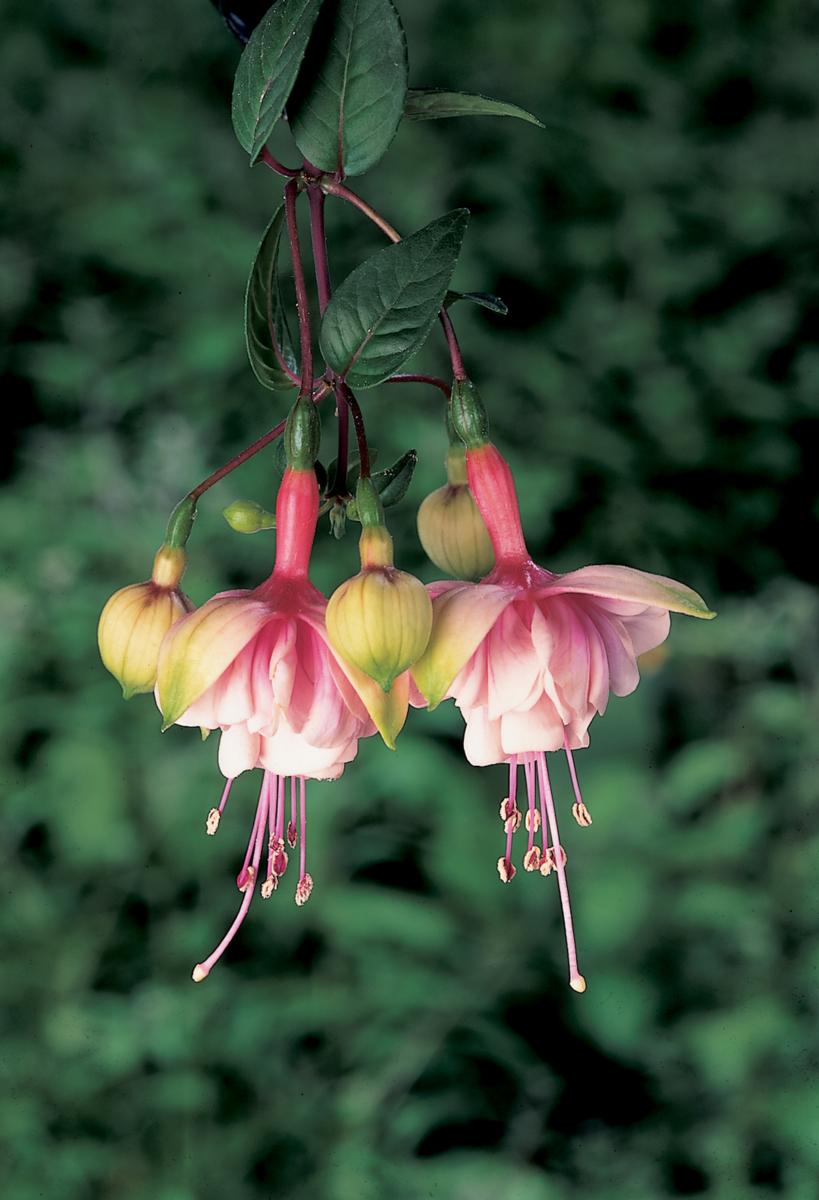 Fuchsia hybrida Southgate