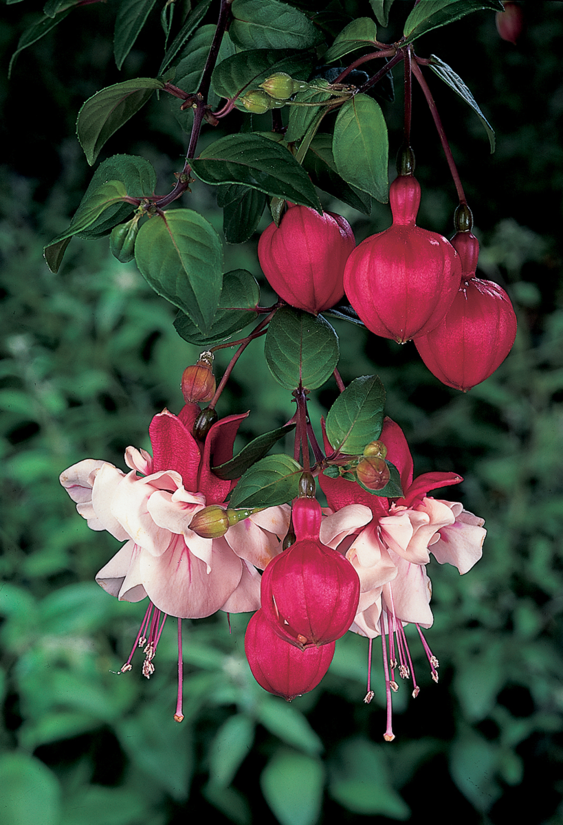 Fuchsia hybrida Swingtime