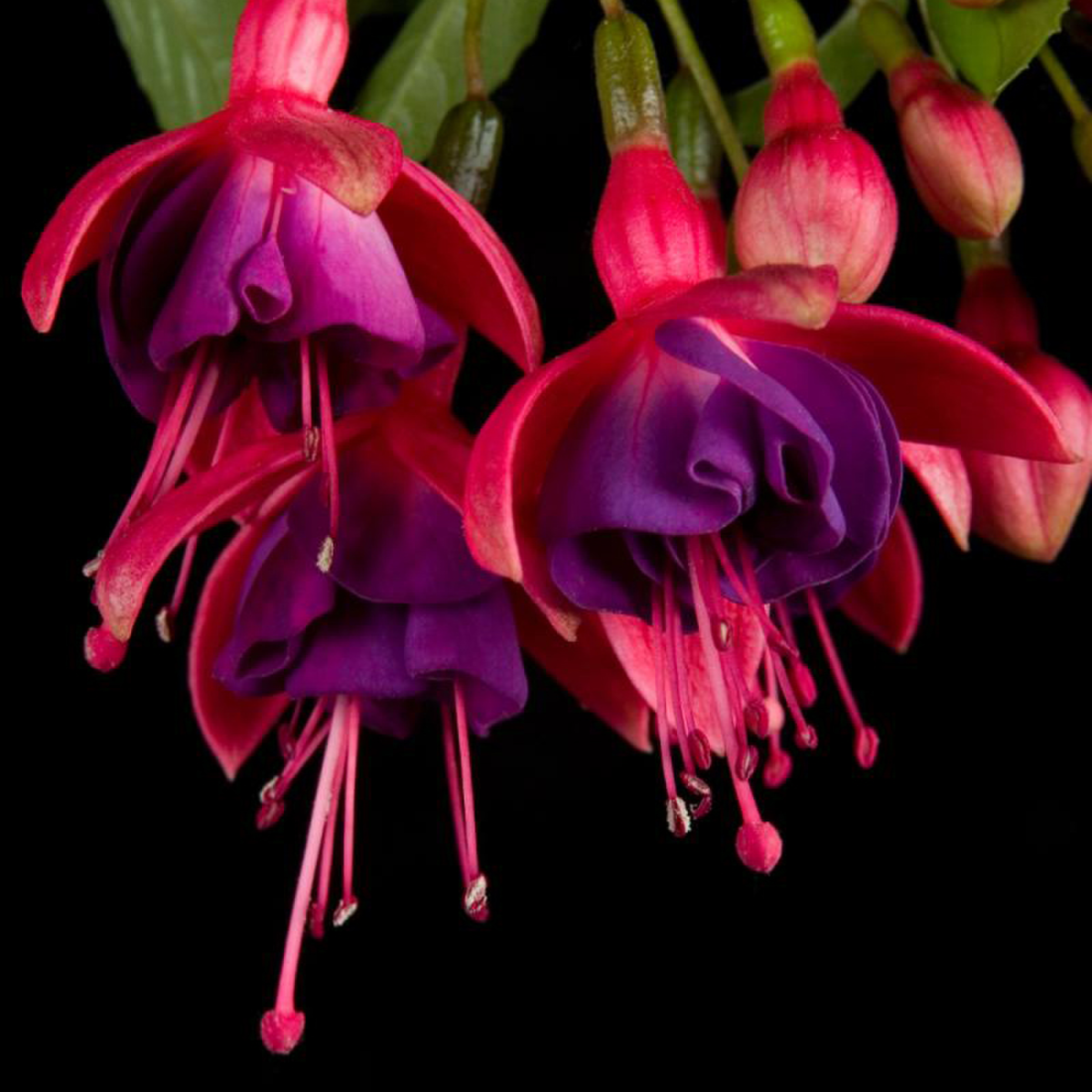 Fuchsia hybrida Tom Thumb