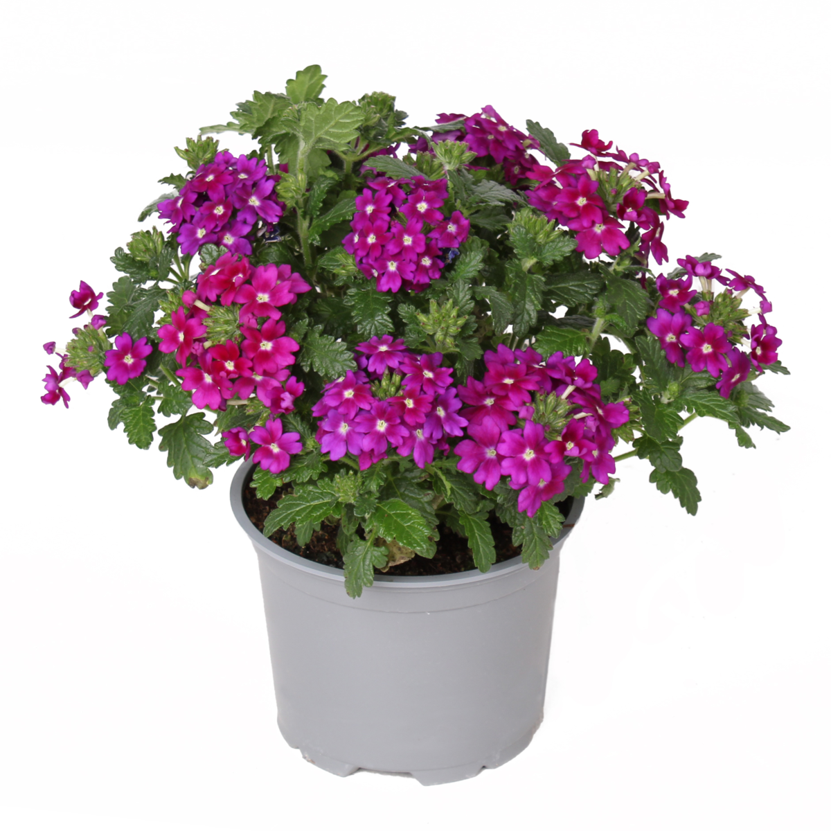 Fuerte Denso Magenta (VERB 0196)