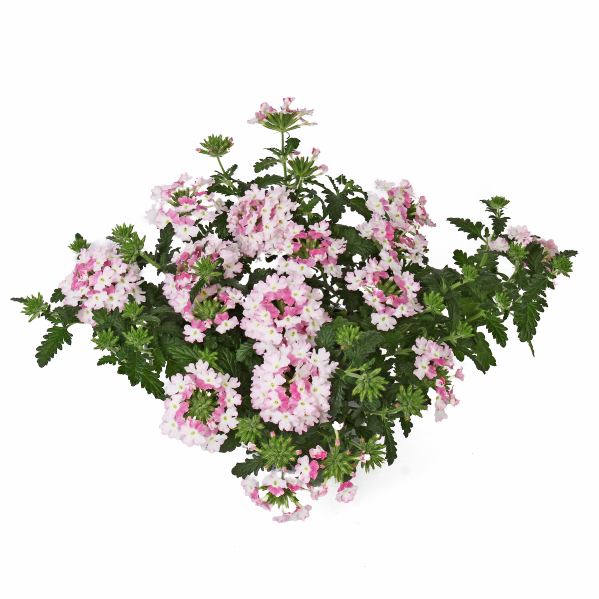 Fuerte Light Pink Bicolor (VERB 0188)