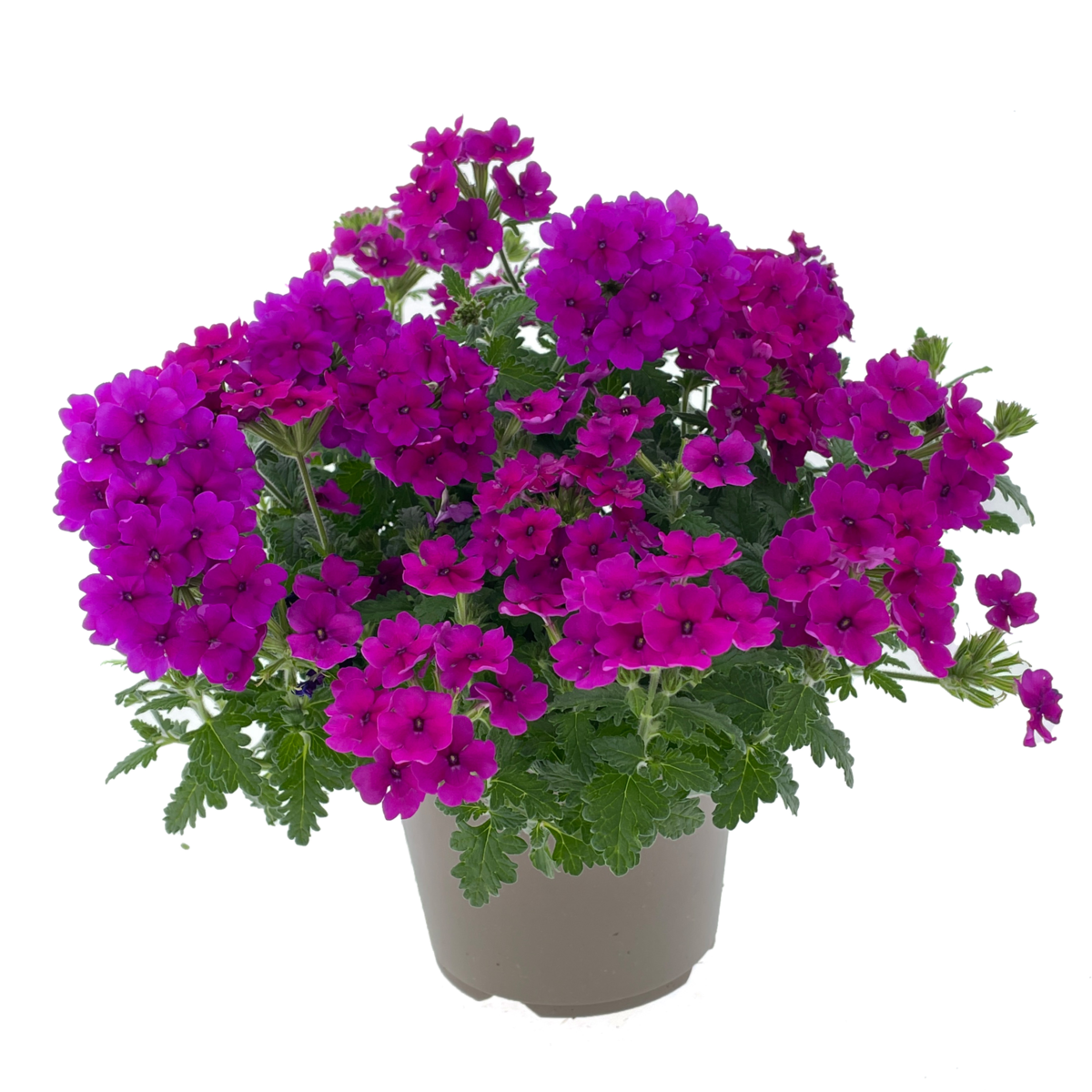 Fuerte Magenta (VERB 0199)