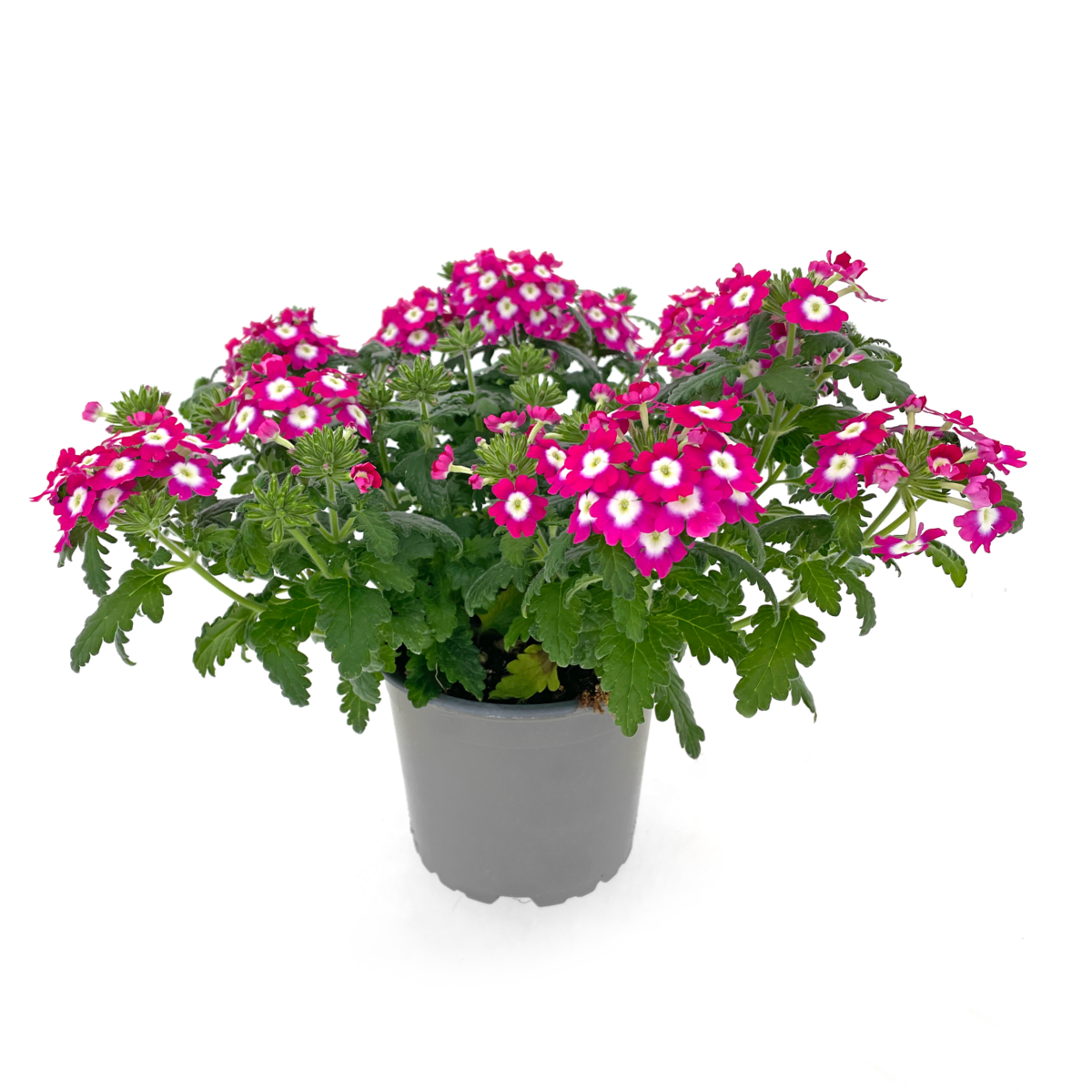 Fuerte Pink Blanco (VERB 0202)
