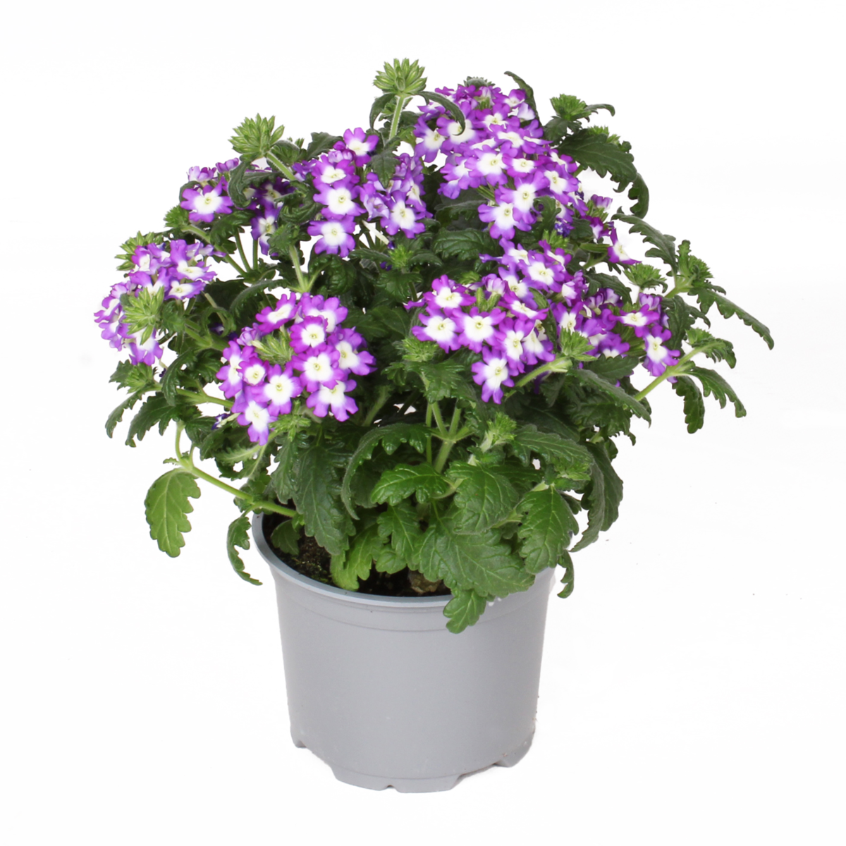 Fuerte Purple Blanco (VERB 0174)