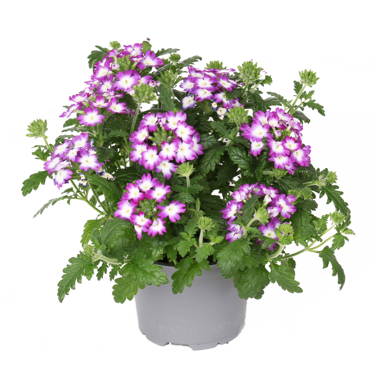 Fuerte Violeta Blanco (VERB 0192)