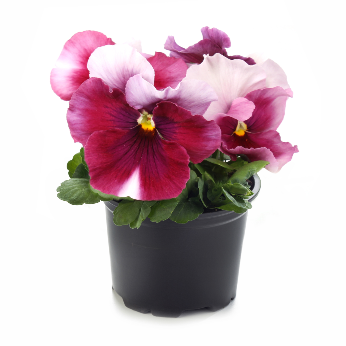 Future & Inspire Plus® Beacon Rose