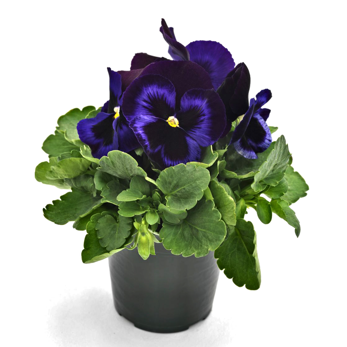 Future & Inspire Plus® Blue Velvet