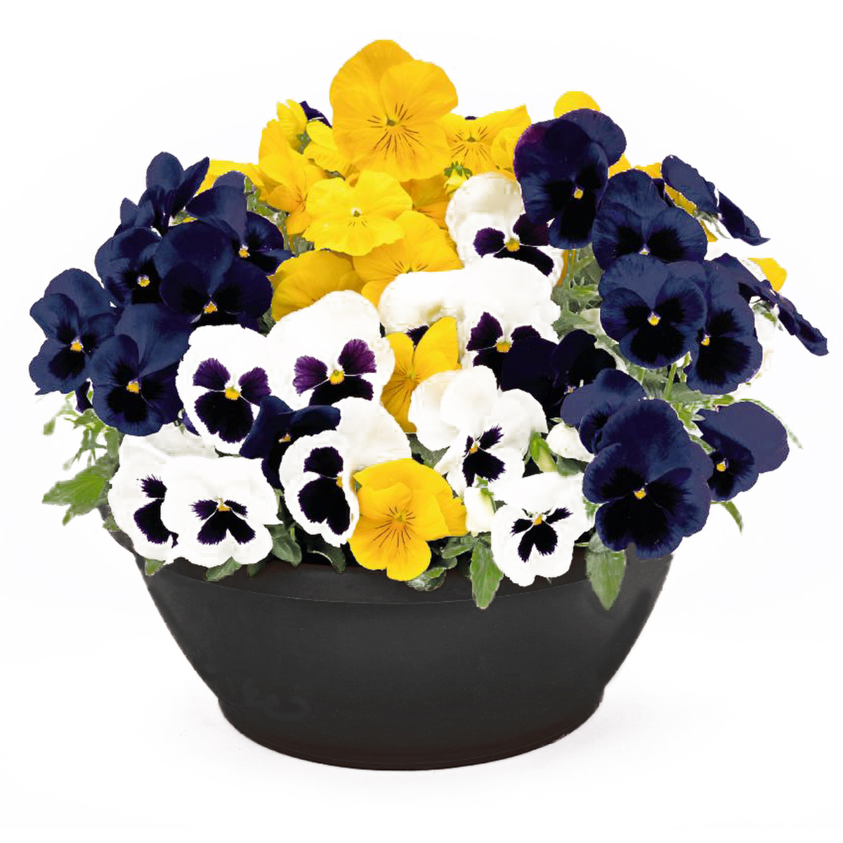 Future & Inspire Plus® Blueberry Mix