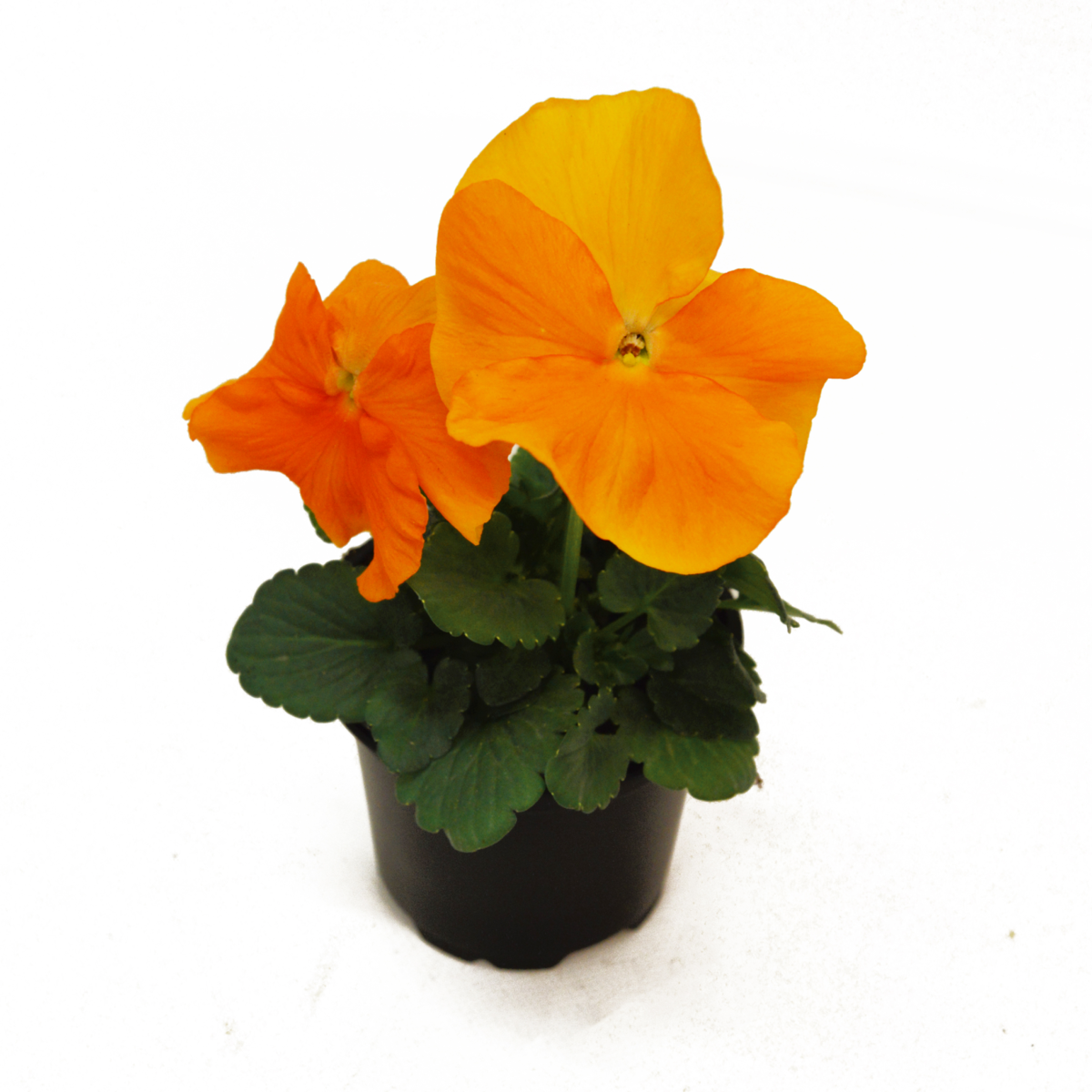 Future & Inspire Plus® Deep Orange